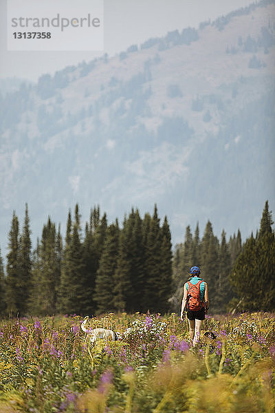 Rückansicht eines Wanderers mit Rucksack beim Spaziergang mit Hund auf dem Feld