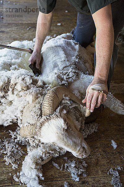 Landwirt schert Schafe für Wolle auf dem Boden