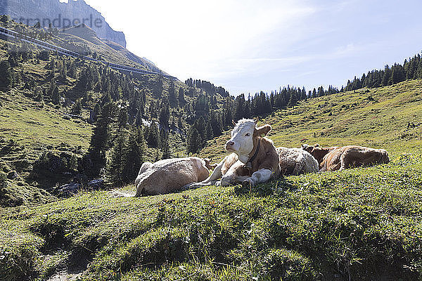 Kühe entspannen sich auf grasbewachsenem Hügel