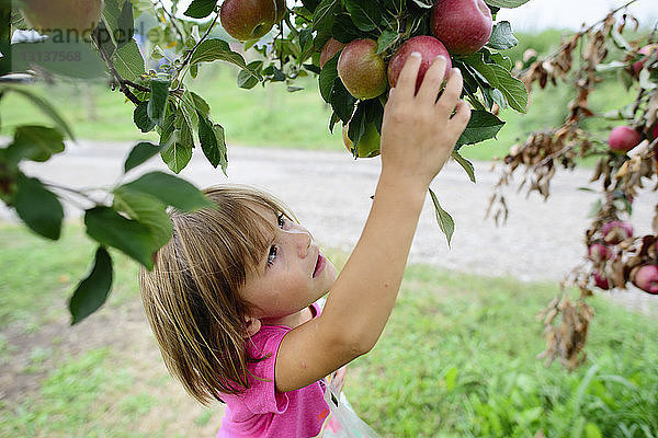 Hochwinkelaufnahme eines Mädchens beim Apfelpflücken vom Baum