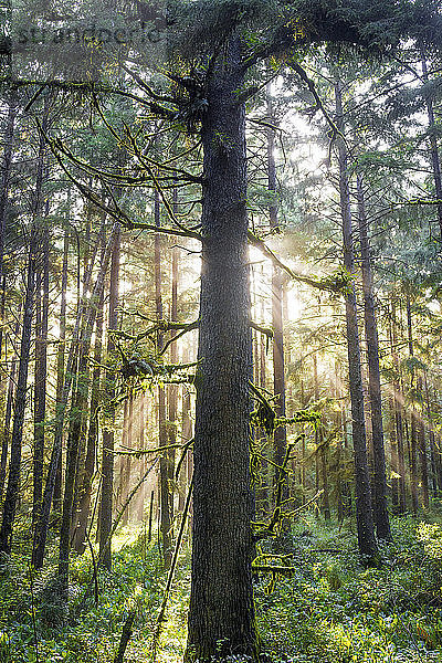 Bäume und Pflanzen  die in Redwood National- und Staatsparks wachsen