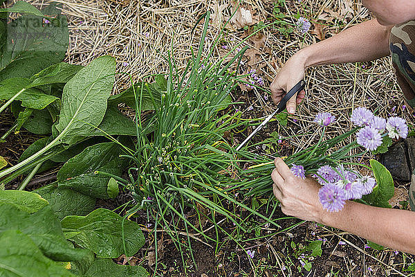 Geschnittene Hände einer Frau  die Blumen und Kräuter auf dem Feld schneidet