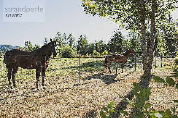 Pferde auf Grasfeld gegen klaren Himmel bei Sonnenschein