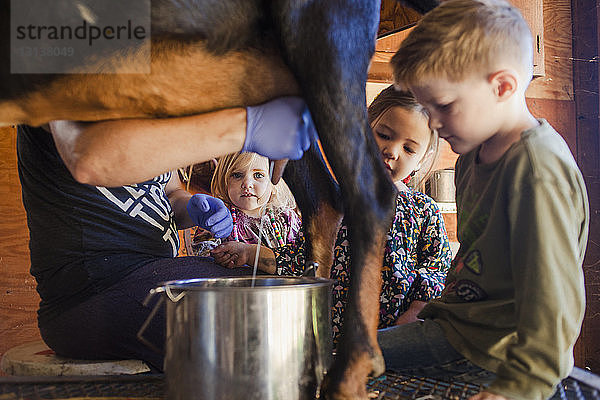 Kinder sehen Bauern beim Melken von Ziegen auf dem Bauernhof