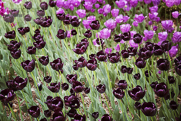 Hochwinkelansicht von auf dem Feld blühenden violetten Tulpen