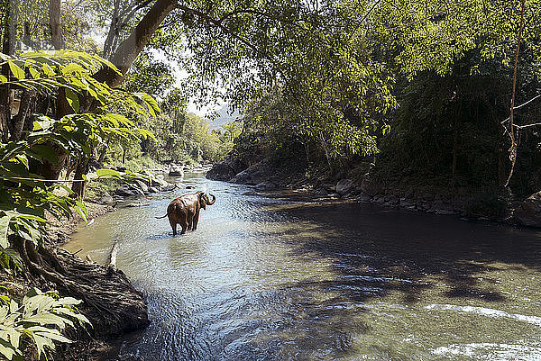 Elefant badet im Fluss im Wald