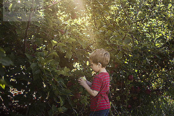 Seitenansicht eines im Apfelgarten stehenden Jungen