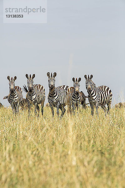 Zebras stehen auf Grasfeld vor klarem Himmel