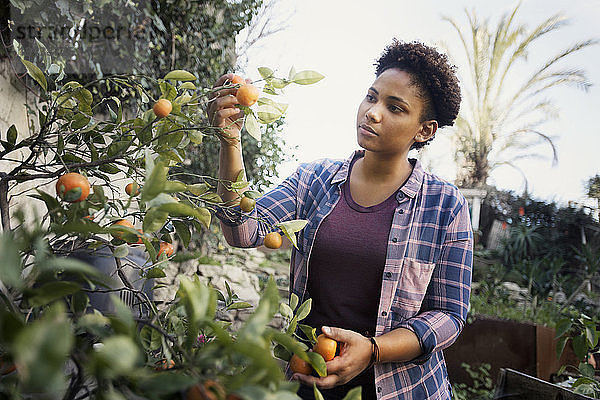 Junge Frau untersucht Orangen  die auf einem Baum im Gemeinschaftsgarten wachsen