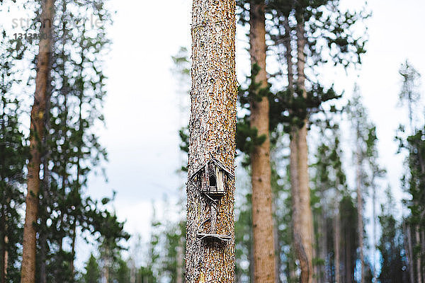 Vogelhaus auf Baumstamm im Wald