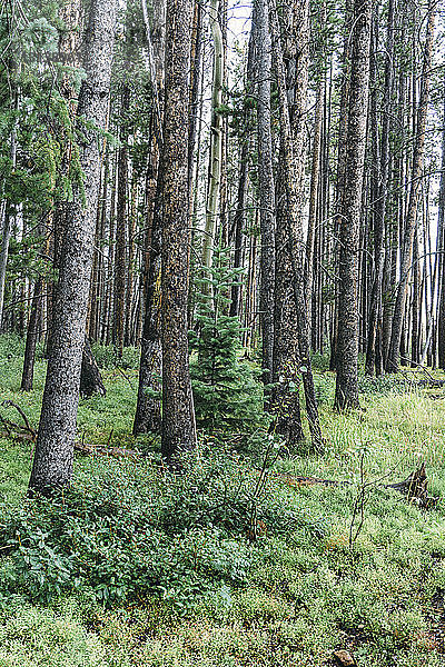 Auf dem Feld wachsende Bäume im Wald