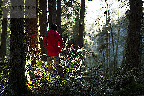 Rückansicht eines Wanderers mit Golden Retriever beim Waldspaziergang