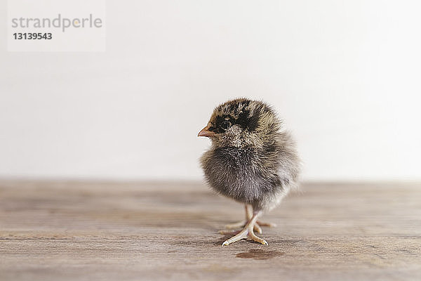 Nahaufnahme eines Kükenbabys auf einem Holztisch an der Wand