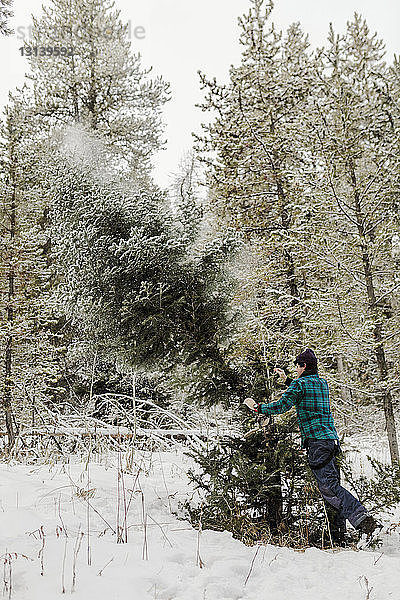 Seitenansicht eines Mannes  der im Winter eine Kiefer im Wald schiebt