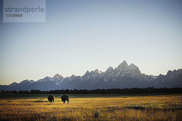 Amerikanische Bisons laufen auf Grasfeld gegen klaren Himmel
