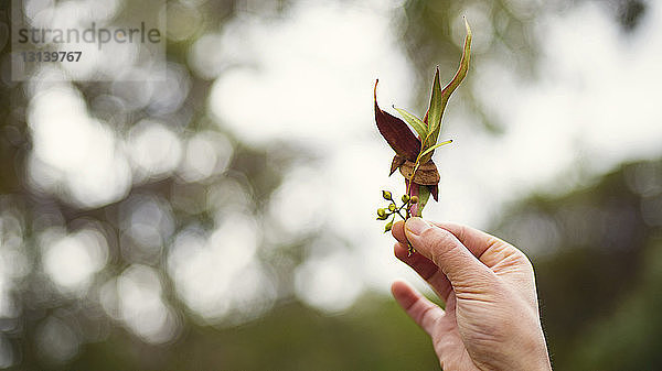 Abgehackte Hand einer Frau hält Blätter im Wald