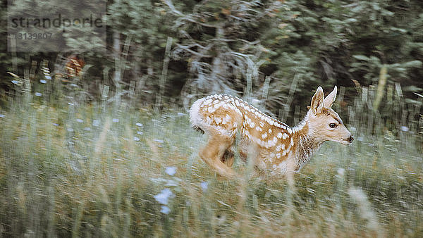 Kitz läuft auf Grasfeld im Wald