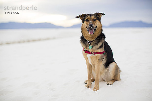 Ganzfigur eines hechelnden Hundes in voller Länge  der in der Wüste am White Sands National Monument sitzt
