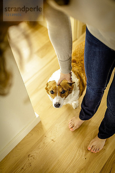 Hochwinkelansicht einer Frau  die einen Hund streichelt  während sie zu Hause steht
