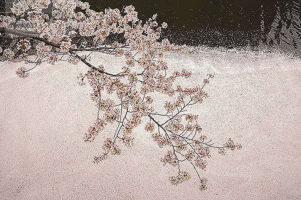 Draufsicht auf die Kirschblüten am Zweig über dem Kanal im Winter