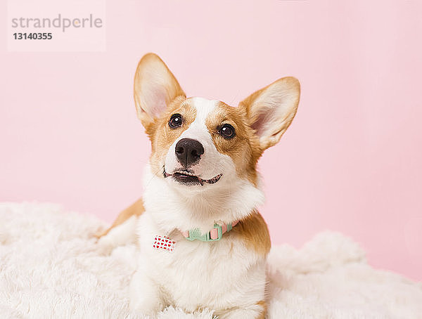 Nahaufnahme eines Hundes  der wegschaut  während er sich zu Hause im Bett an einer rosa Wand entspannt