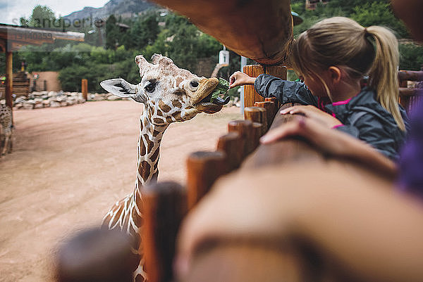 Mädchen füttert Giraffe im Zoo