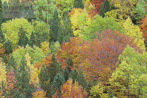 Bäume  die im Herbst auf den Bergen wachsen