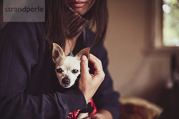 Mittelteil einer Frau mit Chihuahua-Hund zu Hause