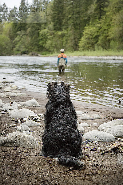 Rückansicht eines am Flussufer sitzenden Hundes