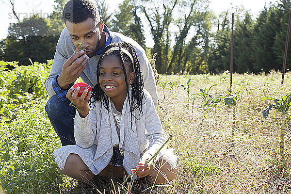 Tochter und Vater sammeln an einem sonnigen Tag Paprika auf einem Biohof