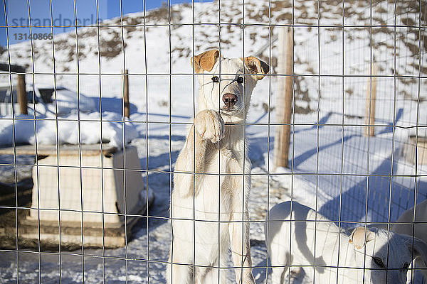 Porträt eines Hundes  der im Winter in einem Käfig steht