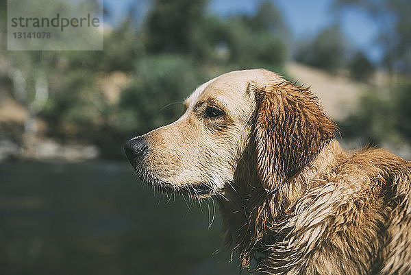 Nahaufnahme eines nassen Hundes am Seeufer während eines sonnigen Tages