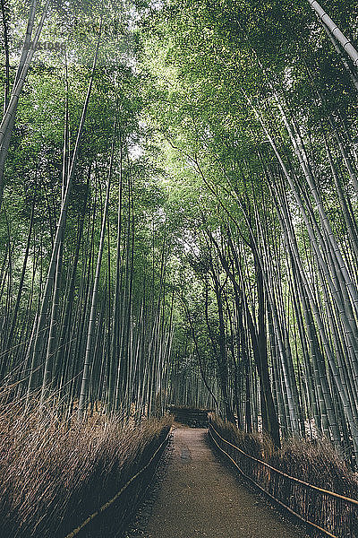 Idyllischer Blick auf Bambushain im Wald
