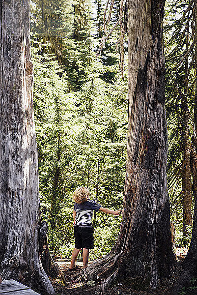 Rückansicht eines Jungen  der an einem Baum im Wald steht