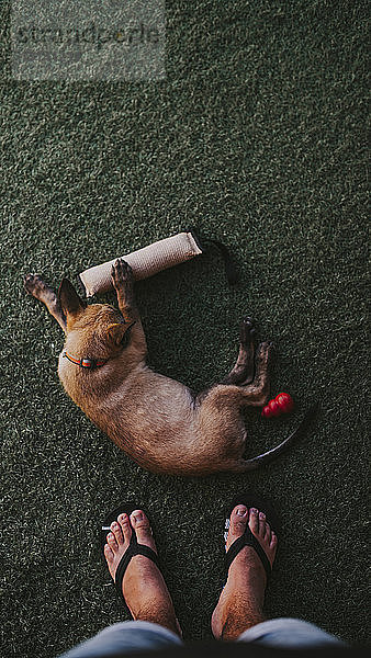 Niedriger Teil eines Mannes  der neben einem Hund auf einem Grasfeld im Park steht