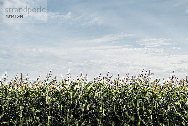 Szenische Ansicht eines Maisfeldes vor bewölktem Himmel
