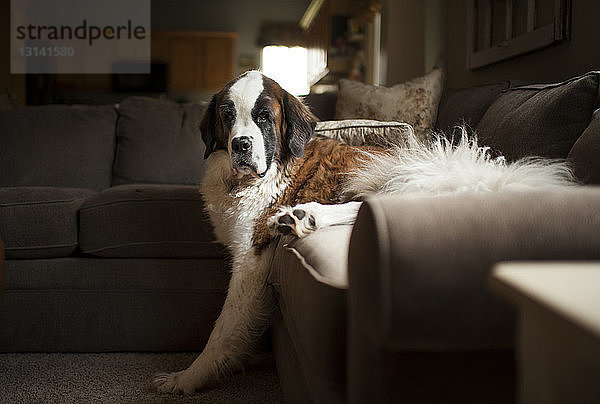 Porträt eines auf dem Sofa im Wohnzimmer liegenden Hundes