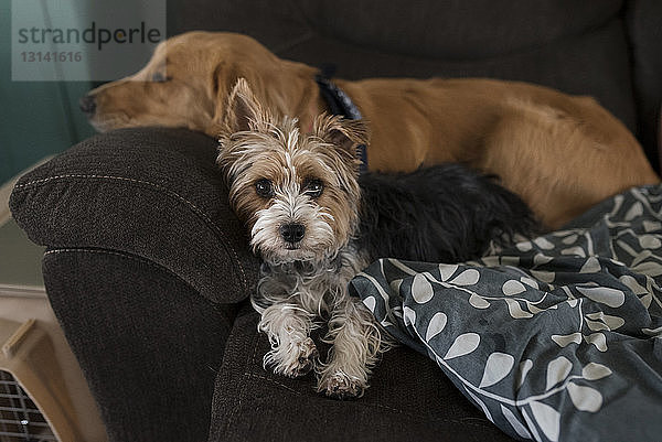 Porträt des Yorkshire Terriers von schlafendem Hund auf dem heimischen Sofa