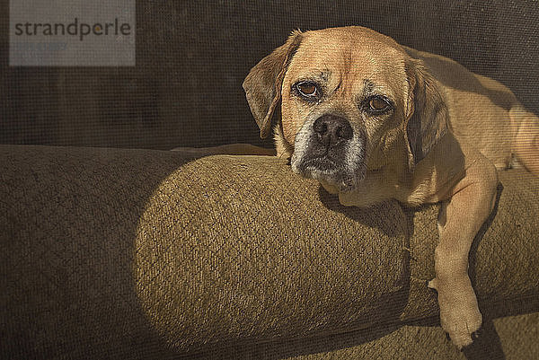 Porträt eines auf dem Sofa liegenden Hundes