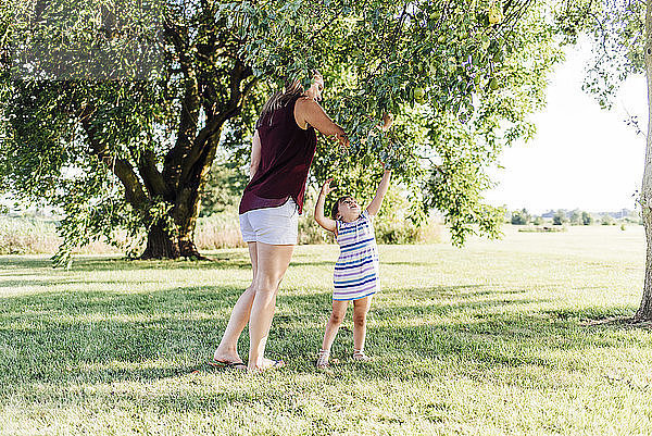 Mutter mit Tochter pflückt Äpfel vom Baum  während sie auf einem Grasfeld stehen