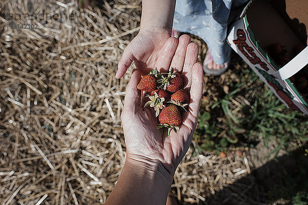 Abgehackte Hand der Mutter  die der Tochter auf dem Bauernhof Erdbeeren gibt