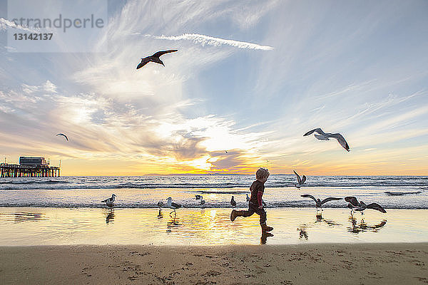 Seitenansicht eines Mädchens  das bei Sonnenuntergang mit Möwen am Strand gegen den Himmel spielt