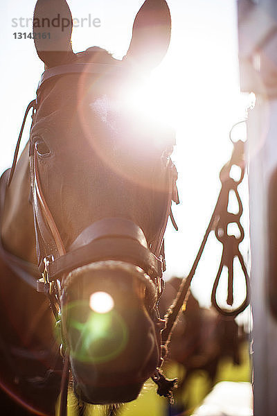 Nahaufnahme eines an einem sonnigen Tag auf dem Feld stehenden Pferdes