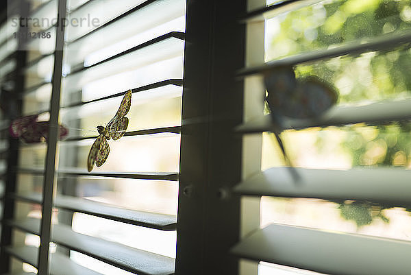 Nahaufnahme von künstlichen Schmetterlingen gegen Fenster