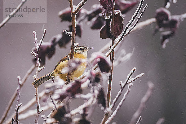 Seitenansicht eines Vogels  der im Winter auf einer Pflanze sitzt