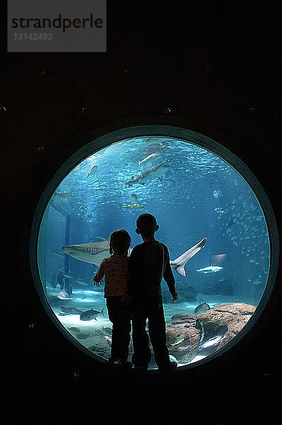 Geschwister schauen Fische an  während sie im Aquarium stehen