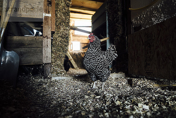 Huhn im Stall stehend