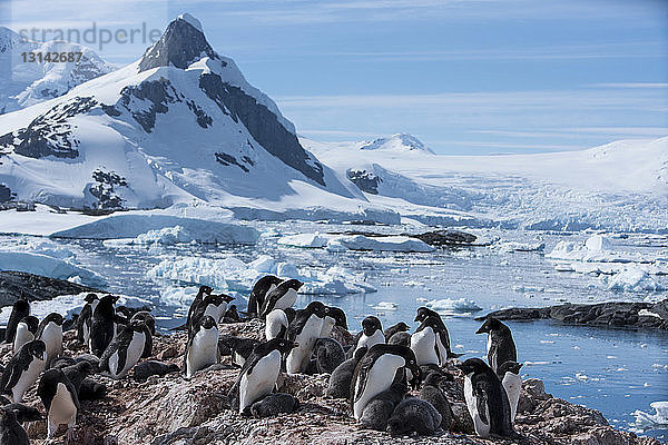 Pinguine und Seelöwen auf Felsen am zugefrorenen Meer gegen den Himmel