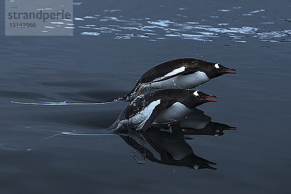 Hochwinkelaufnahme von im Meer schwimmenden Pinguinen