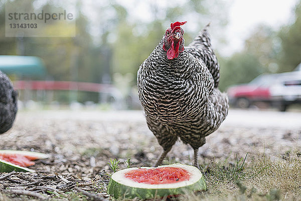 Huhn mit Wassermelonenscheiben auf Grasfeld